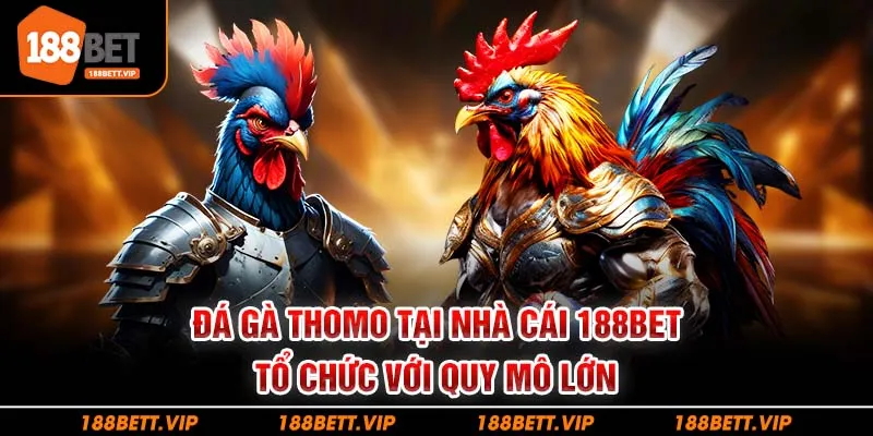 Đá gà Thomo tại nhà cái 188bet tổ chức với quy mô lớn